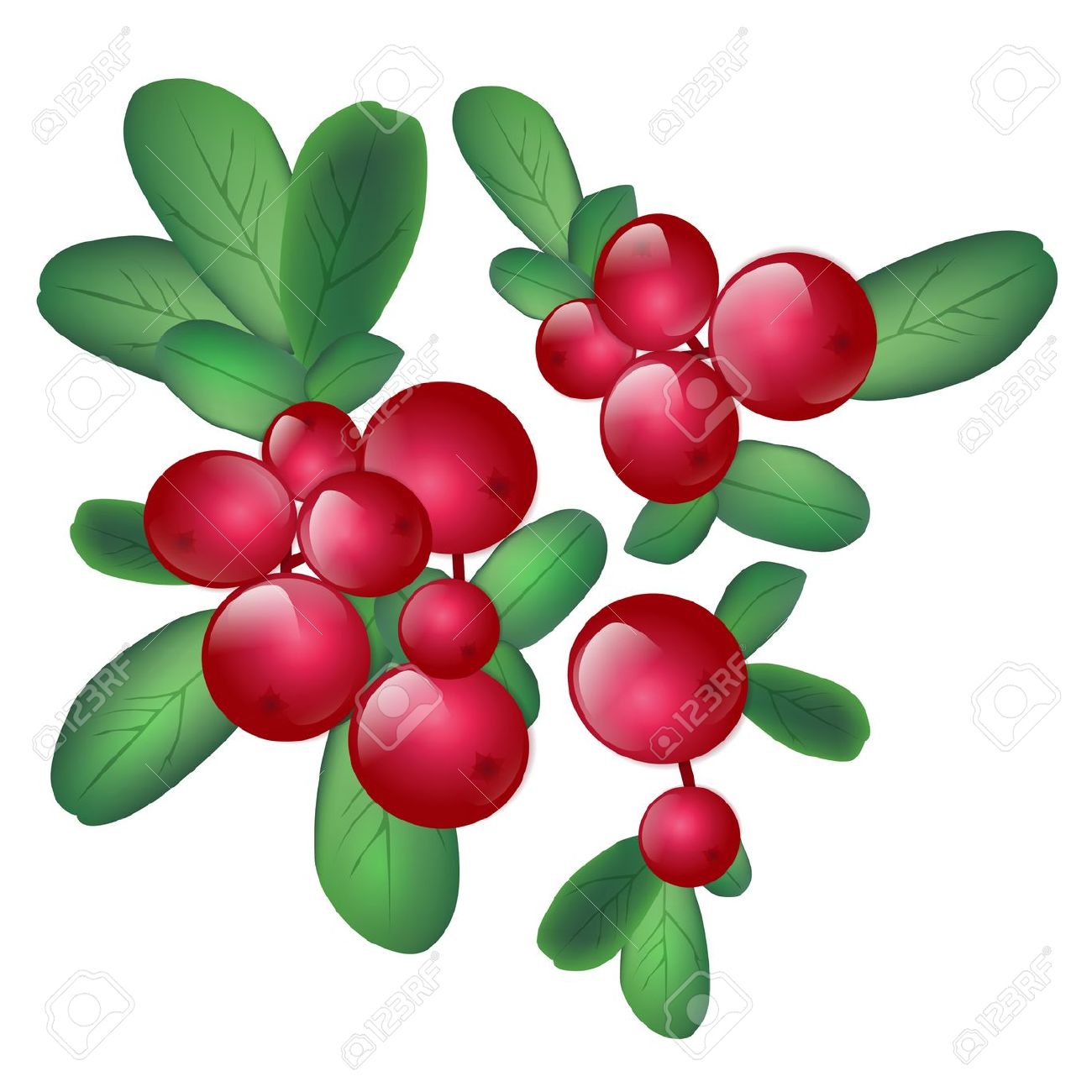 Wild berries clipart.