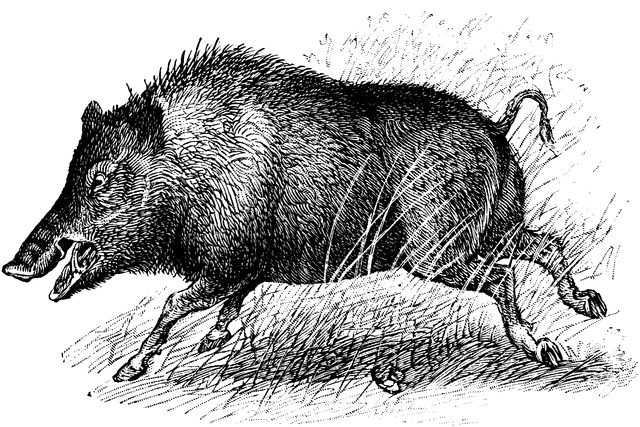 Wild Boar.