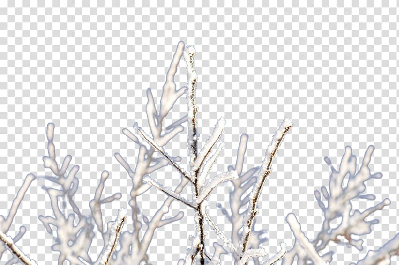 Twig Branch Ice, Frozen branches transparent background PNG.