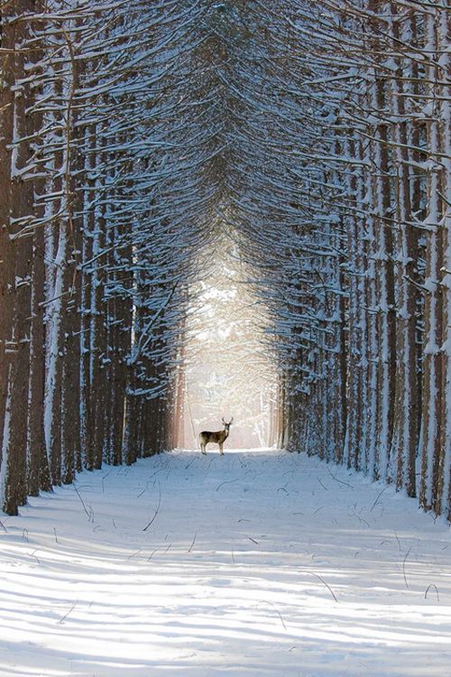 Nothing so Beautiful as The Silence of a Snow Covered Streets.