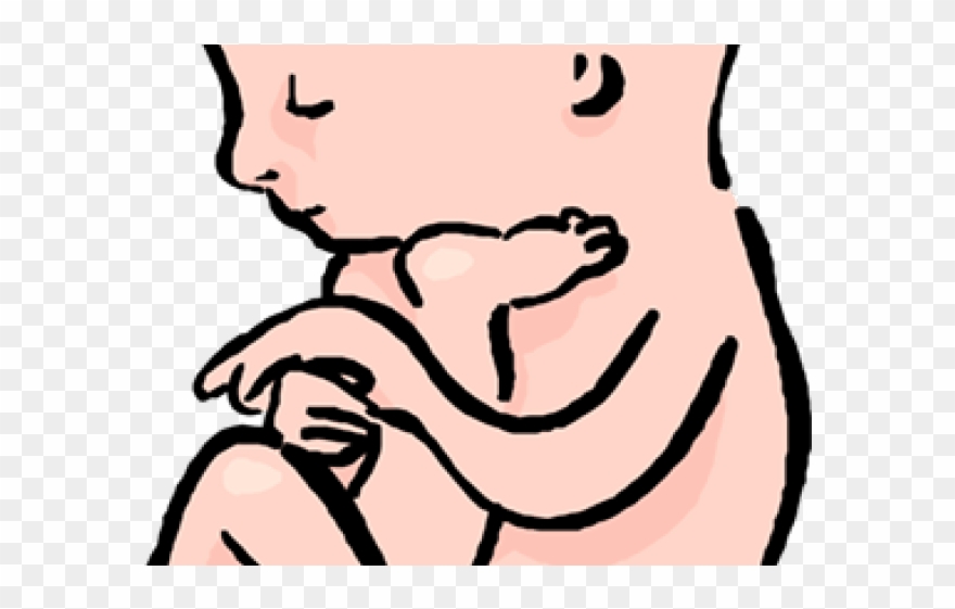 Womb Clipart Transparent.