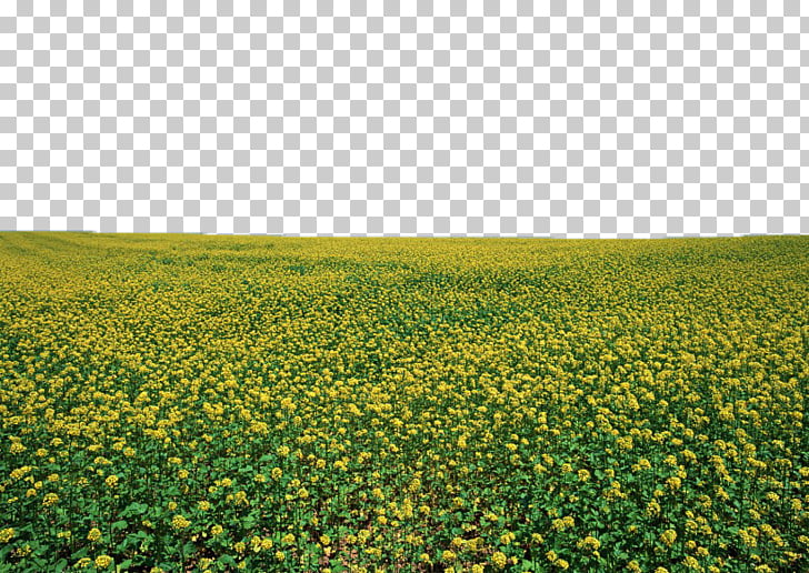 U6cb9u83dc Photography Blue , Canola flower field PNG.