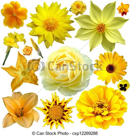 Stock Illustration of yellow flower collage.