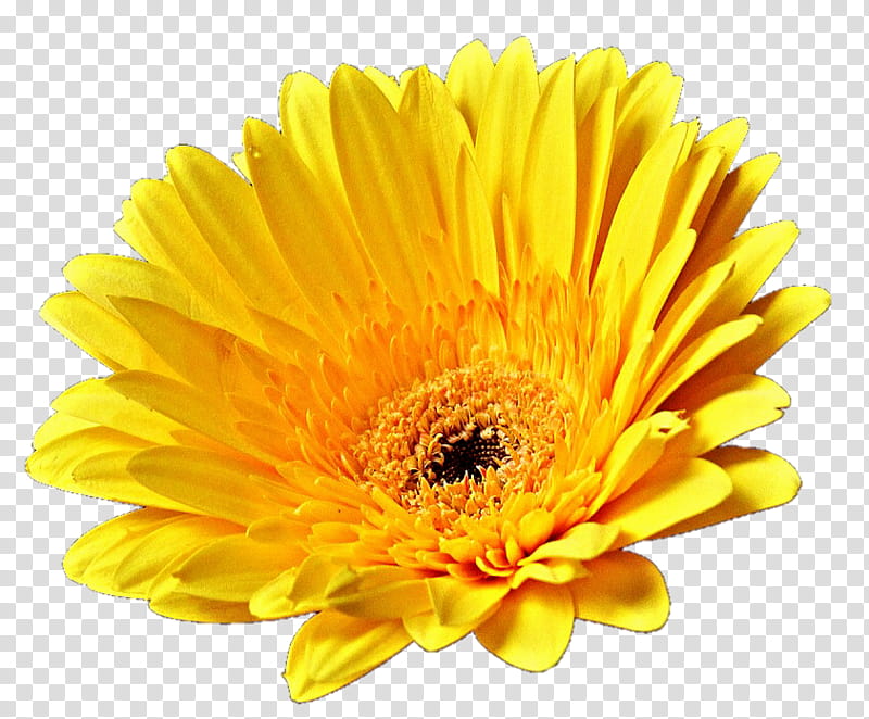 Yellow Gerber Daisy transparent background PNG clipart.