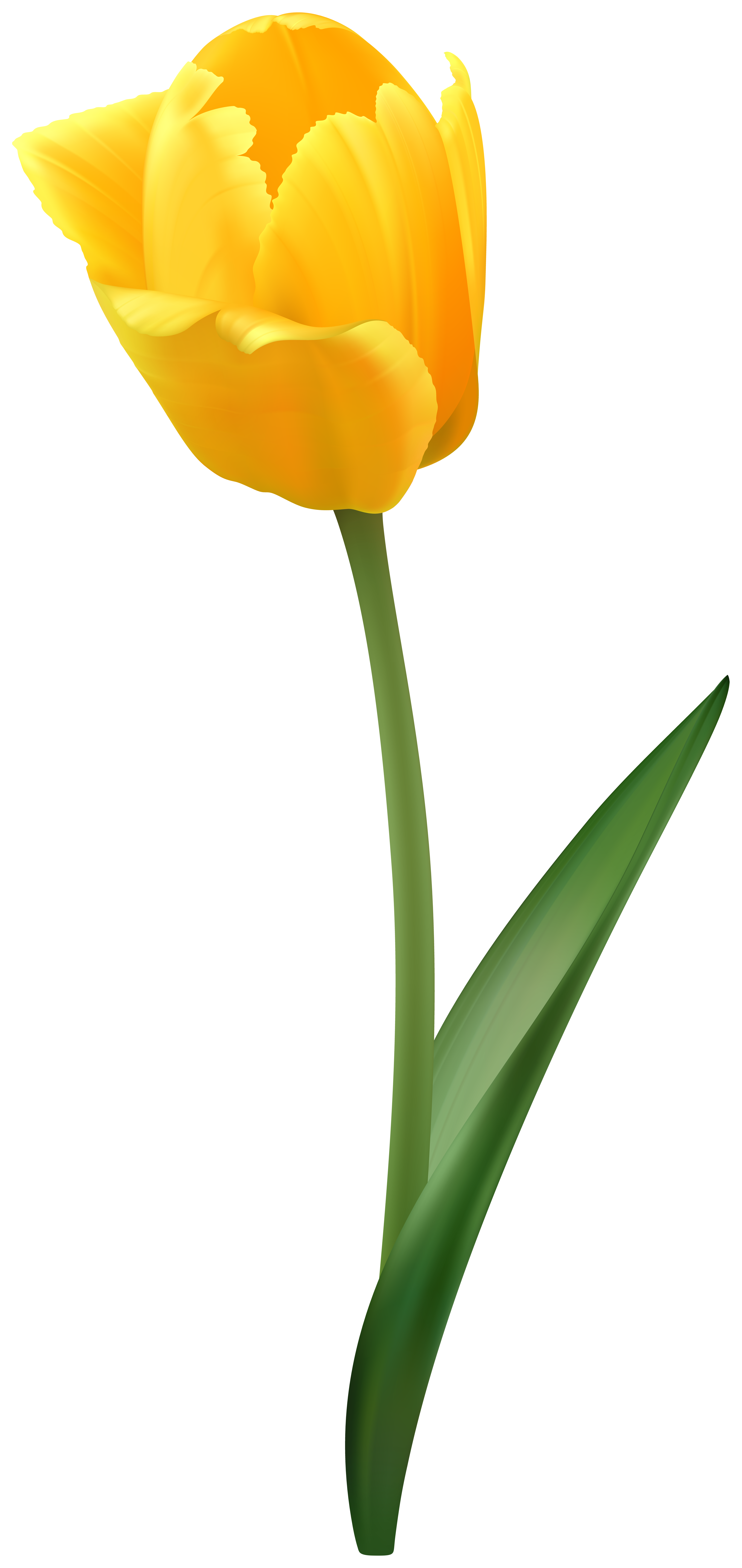 Yellow Tulip Flower Transparent Image.