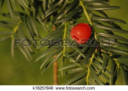 Pictures of Yew tree, Taxus baccata k16257848.