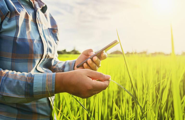 Handen bekijken smartphone in het veld