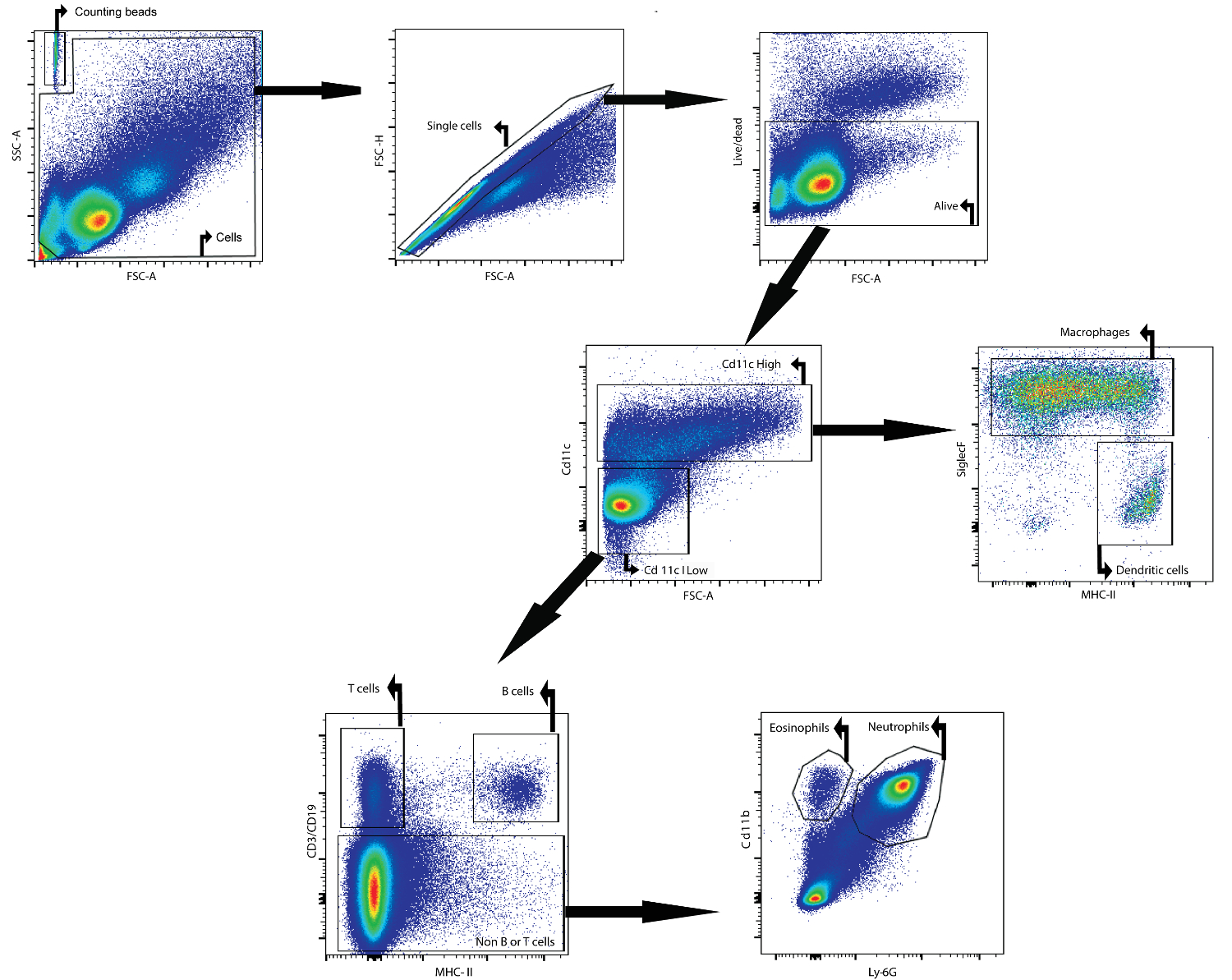 Bronchoalveolar Lavage of Murine Lungs to Analyze Inflammatory Cell ...