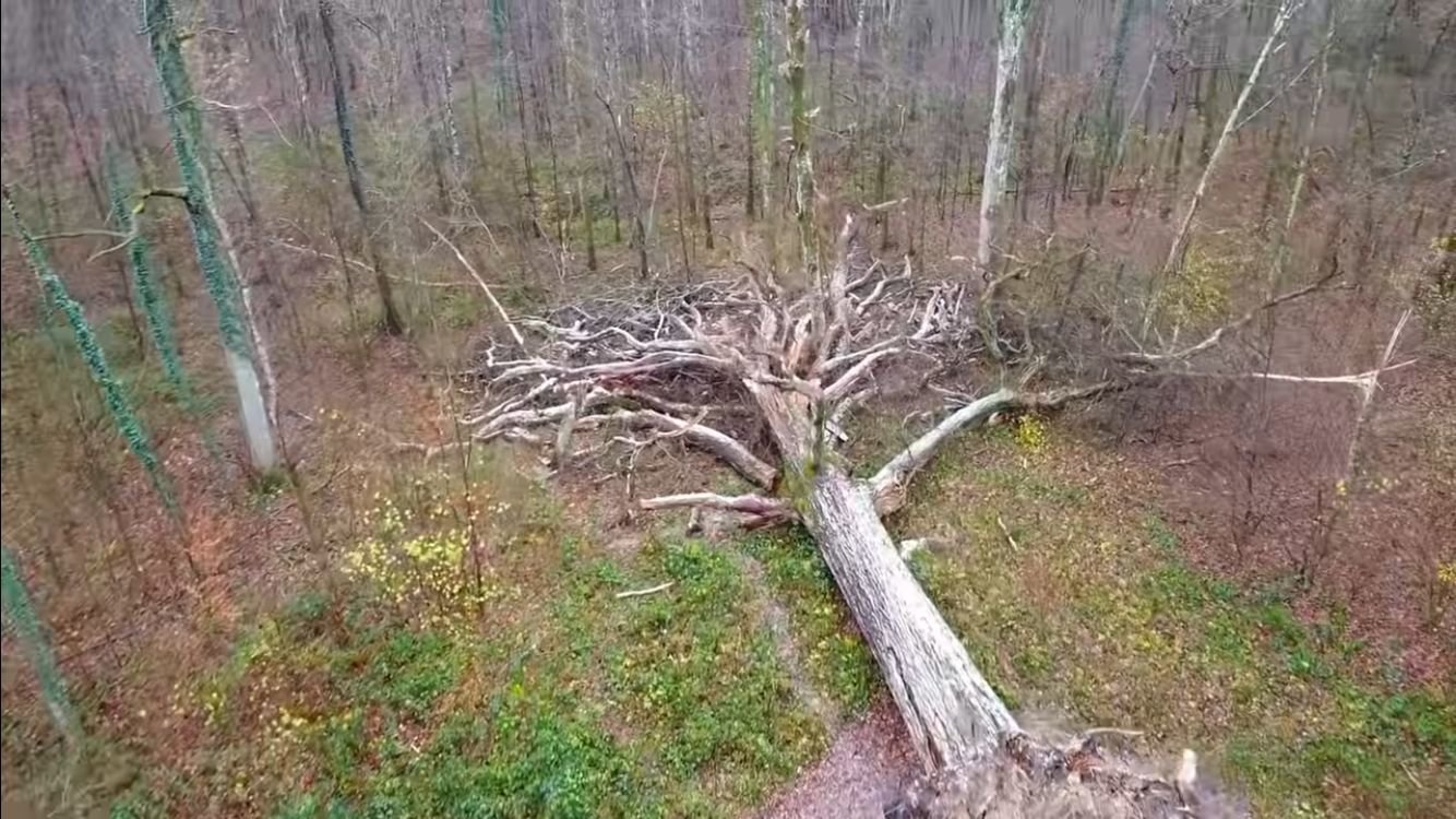 Le chêne multicentenaire de Boult-aux-Bois (Ardennes) s'était effondré le 27 novembre 2023 mais va avoir une seconde vie sur les flots. DR Maison de la nature de Boult-aux-Bois