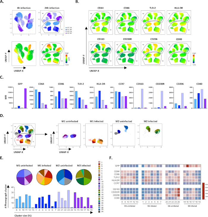 Polarization of M1 and M2 Human Monocyte-Derived Cells and Analysis ...