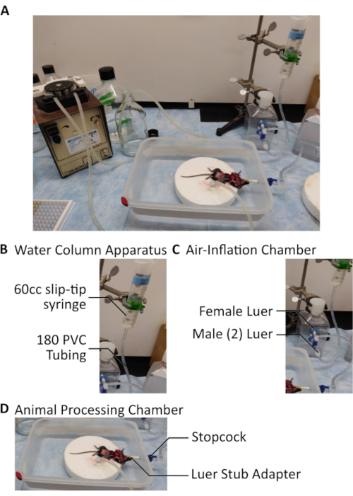 Air-Inflation of Murine Lungs with Vascular Perfusion-Fixation (Video ...