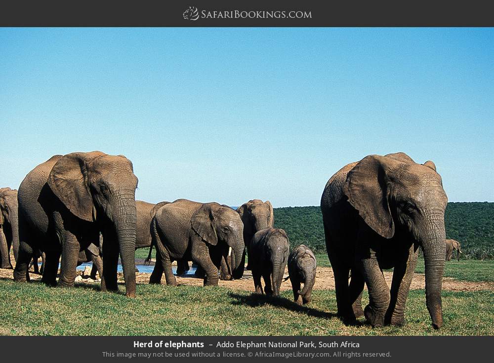 Top 119 + Addo elephant national park animals - Lestwinsonline.com