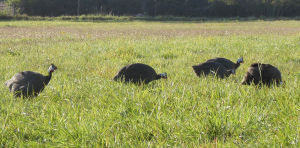 Are you allowed to keep guinea fowl?