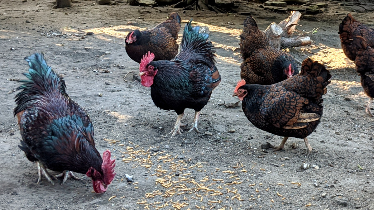 My bantam barnevelders eating