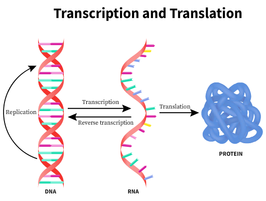 Nucleic Acids | bartleby