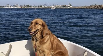 Tips for Boating with your Dog - Getmyboat