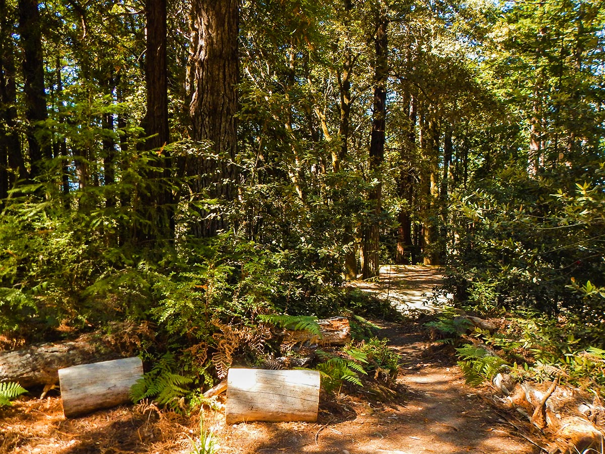 Kruse Rhododendron State Natural Reserve Hike (North Bay, California)