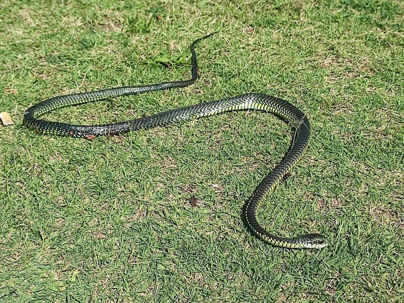 Boomslang padvark se nuutste slagoffer