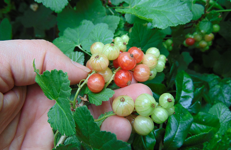 Foraging in south Devon