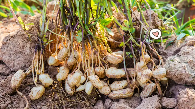 Anti Gagal! Inilah Cara Menanam Kacang Tanah yang Cocok di Rumah