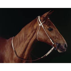 Large brown horse, detail of head.