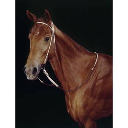 Detail of the head of a brown horse.