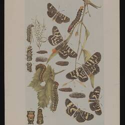 Lithographic colour proof - Lewin's Day-moth, The Loranthus Day-moth, and The Vine Day-moth, Arthur Bartholomew