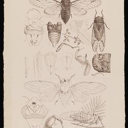 Lithographic proof, single colour - Cicada moerens, The Great Black, or Manna Cicada, and Cyclochila australasiae, The Great Green Cicada, by Arthur Bartholomew