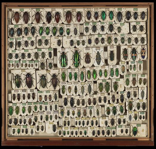 Jewel beetles pinned in rows in drawer.