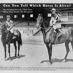 The Mounting of Phar Lap's hide