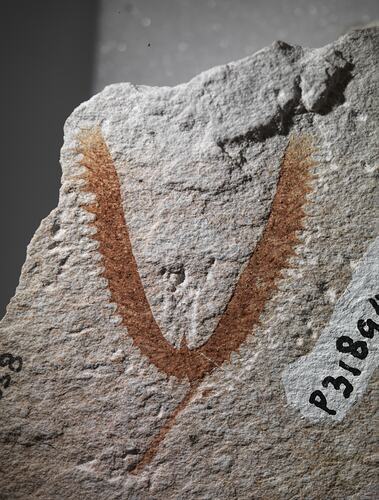 Orange, V-shaped fossil on cream rock.