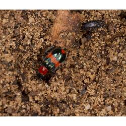 <em>Dicranolaius bellulus</em> (Boisduval, 1835), Red and Blue Pollen Beetle