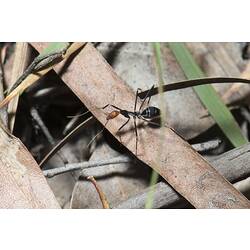 <em>Leptomyrmex erythrocephalus</em> (Fabricius, 1775), Red-headed Spider Ant