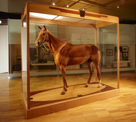 Brown taxidermied horse in a glass case.