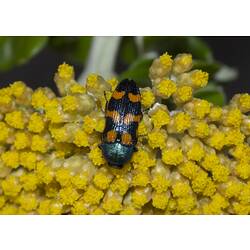 <em>Castiarina</em>, Jewel Beetle