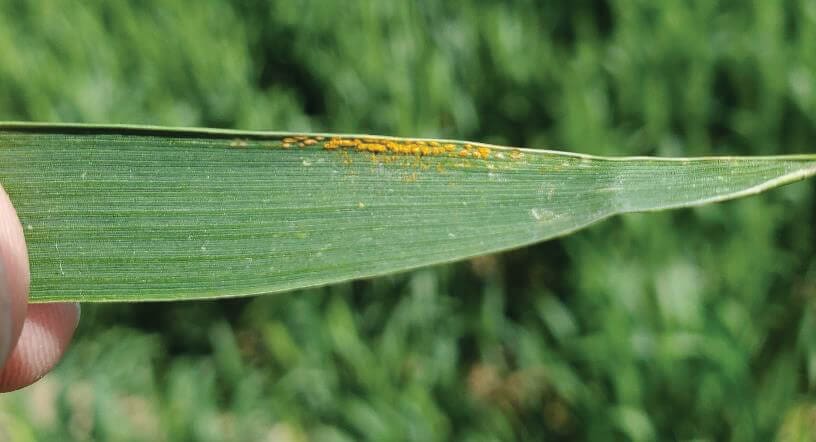 Colorado Wheat Administrative Committee | Colorado Wheat