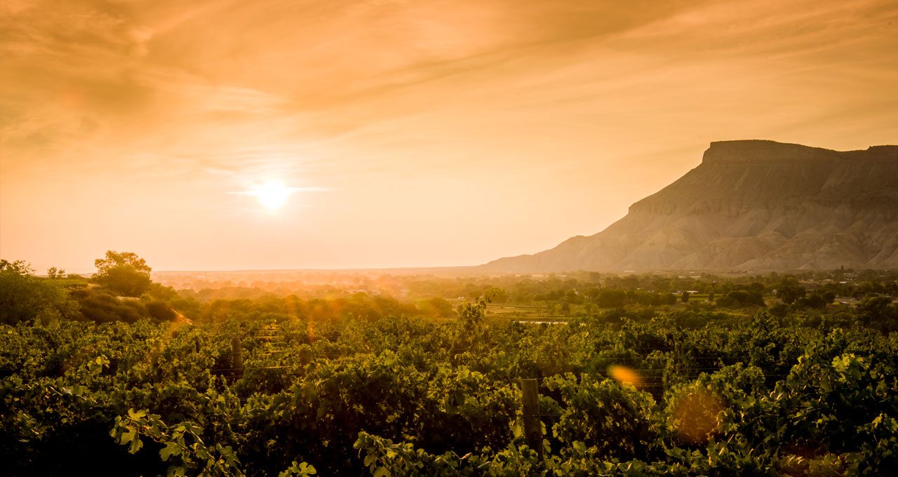 Colorado Vineyards