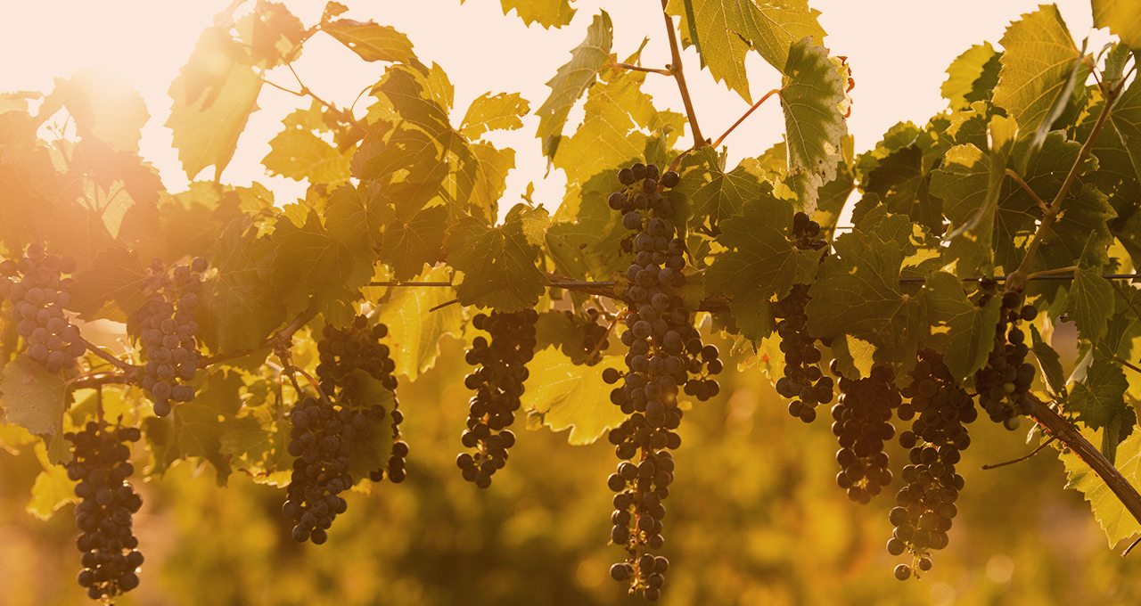 Cabernet Franc grapes