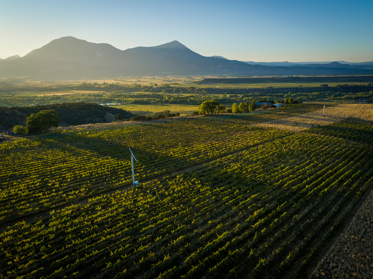 Colorado vineyards