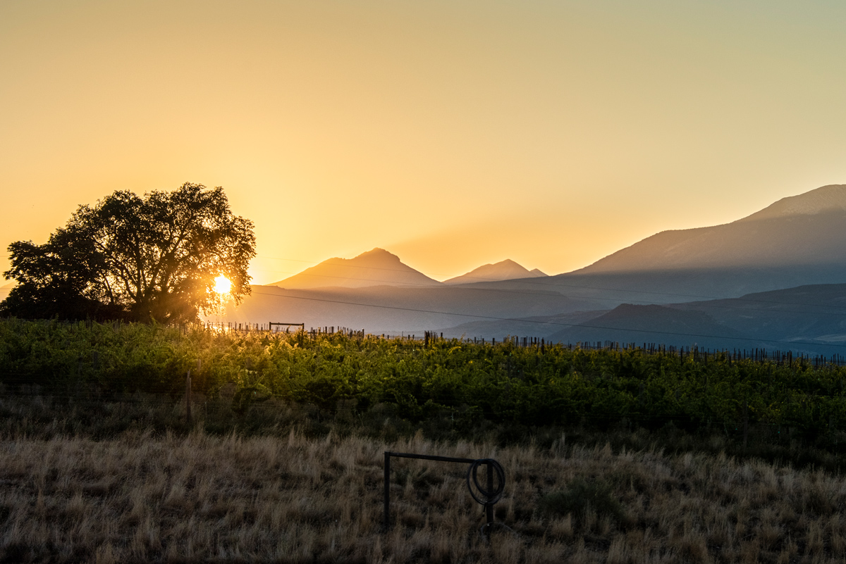 Colorado winery vineyards