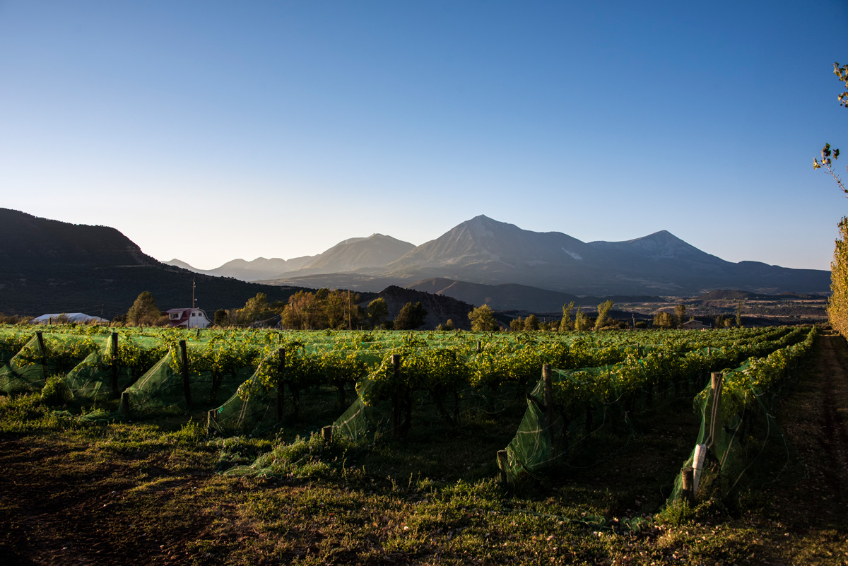 Vineyards in Colorado