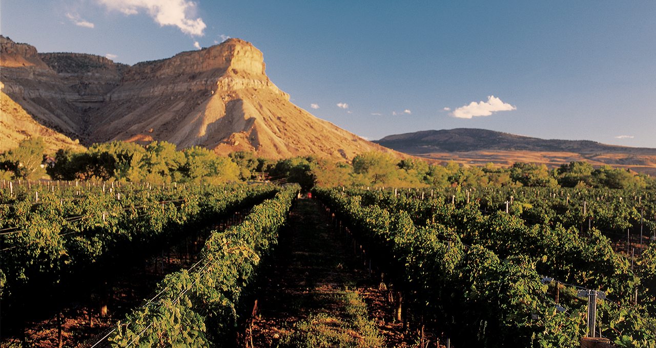 Colorado Vineyards