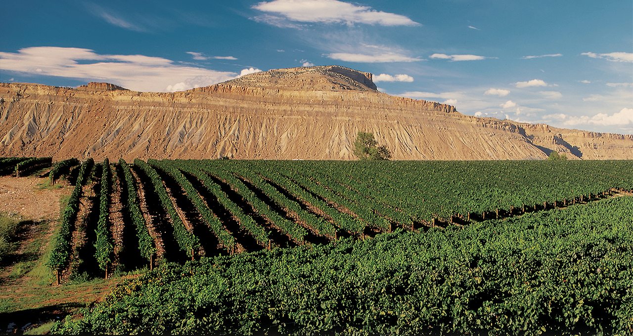 Colorado Vineyards