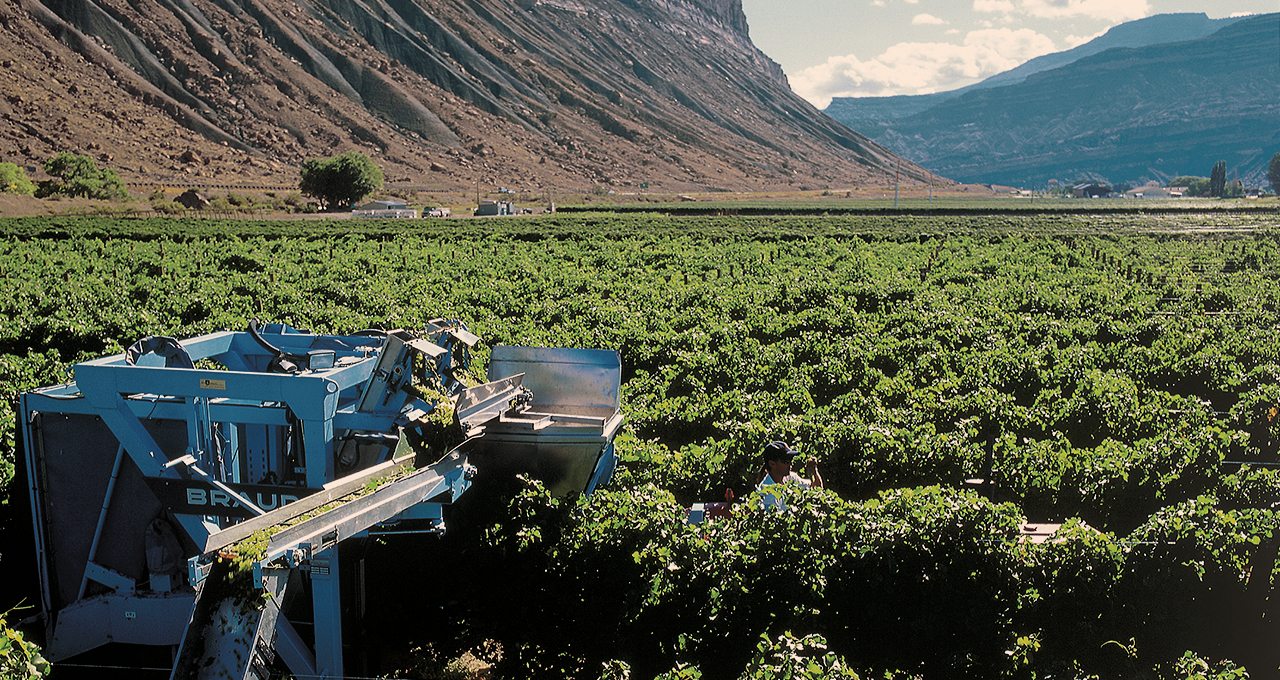 Colorado Vineyards