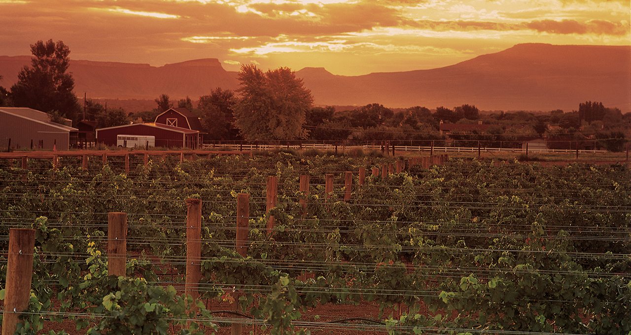 Colorado Vineyards