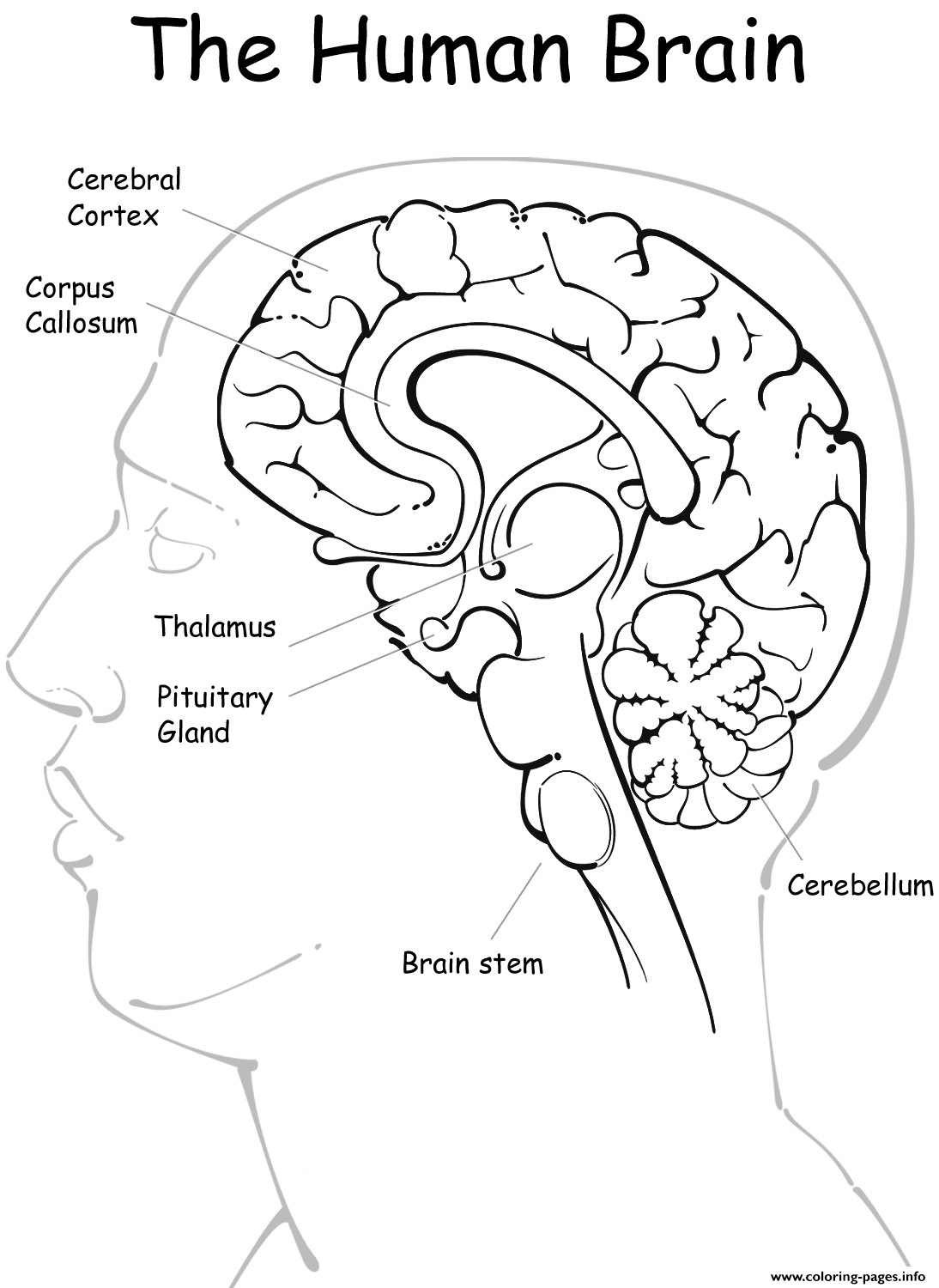 Printable Brain Worksheet