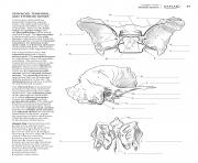 human anatomy sphenoid temporal and ethmoid bones