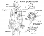 lymphatic system