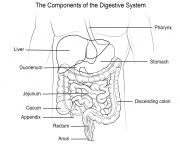 human digestive system