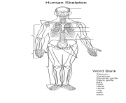 human skeleton worksheet